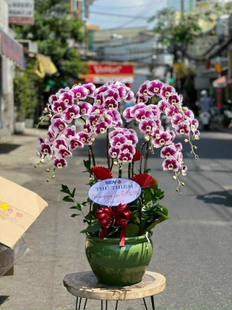 Sự đa dạng và độc đáo trong bộ sưu tập hoa